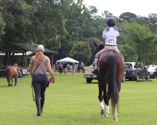 10 Essential Tips for Horseback Riding Beginners