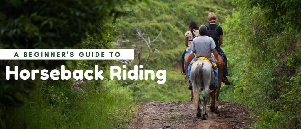 Beginners Guide to Horseback Riding