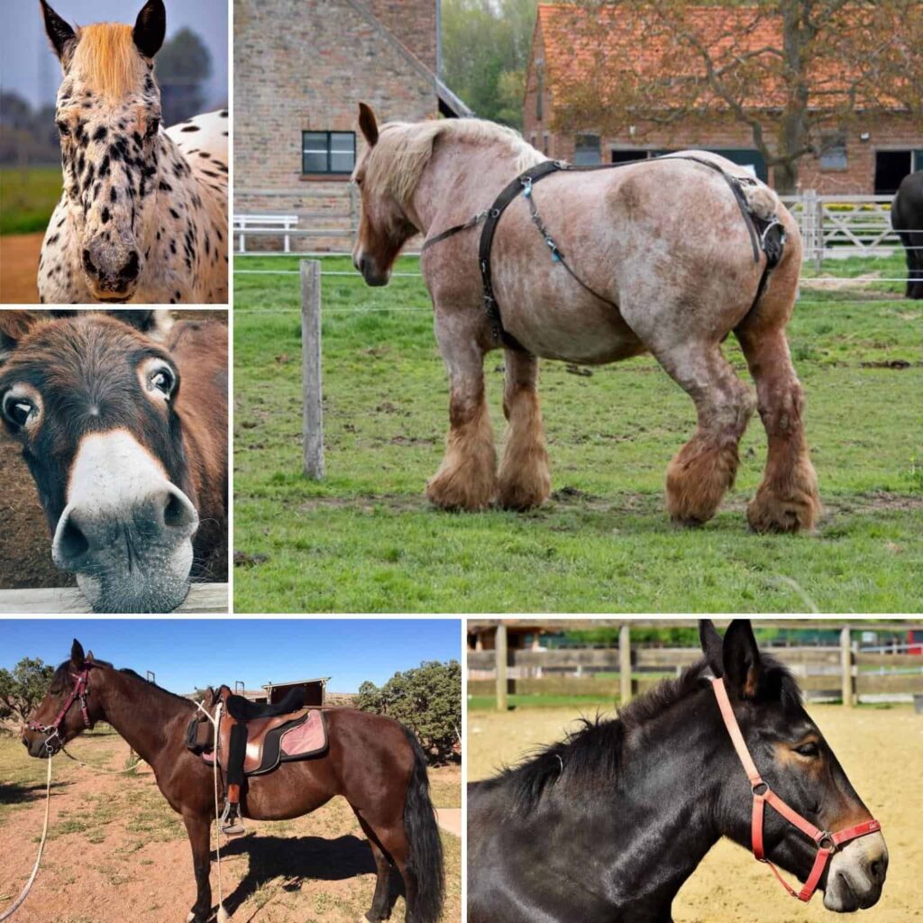 Exploring Different Breeds of Horses for Riding