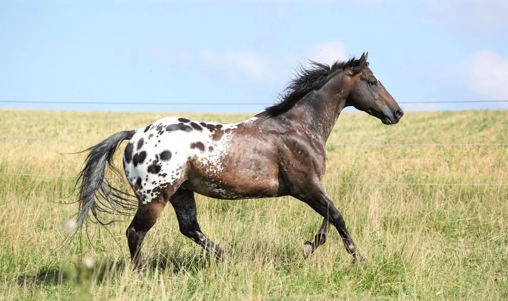 Exploring Different Breeds of Horses for Riding