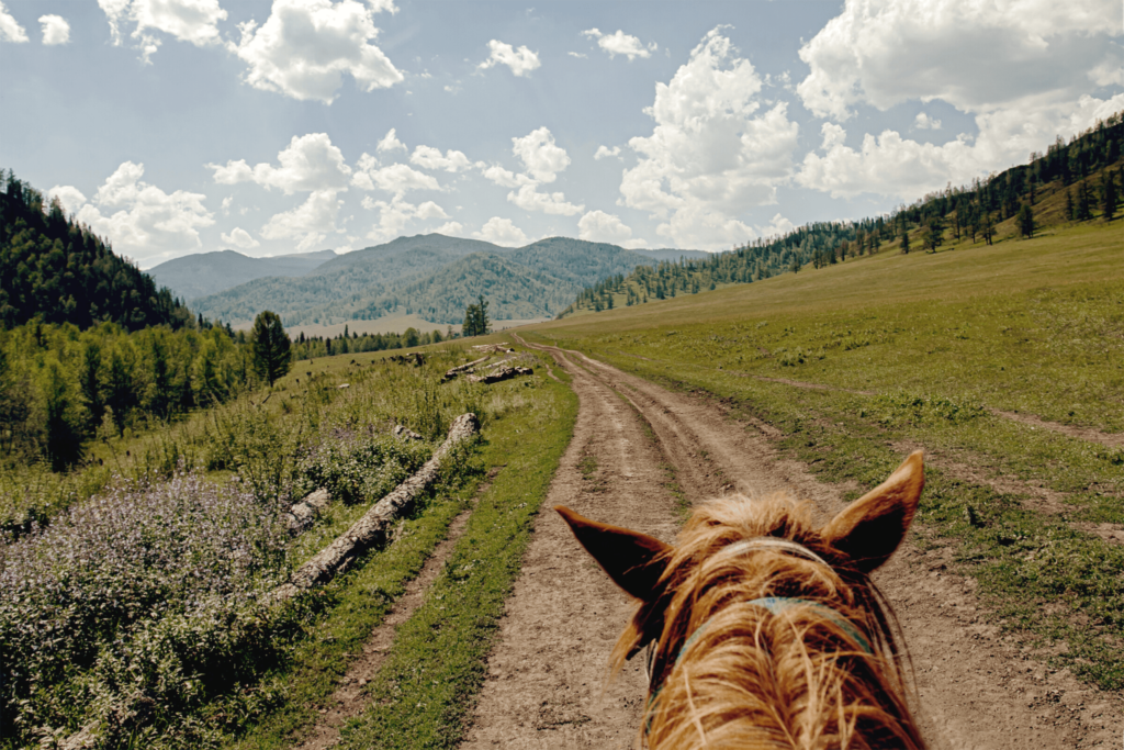 Exploring Different Breeds of Horses for Riding