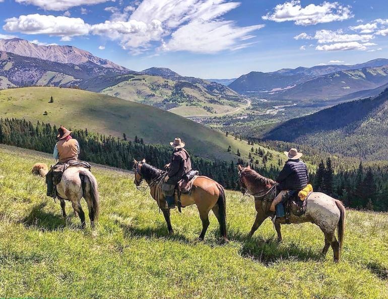 Exploring Different Breeds of Horses for Riding