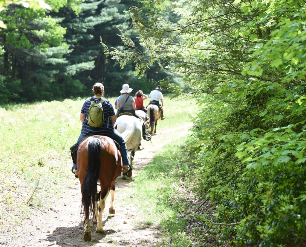 Exploring Nature through Horseback Riding