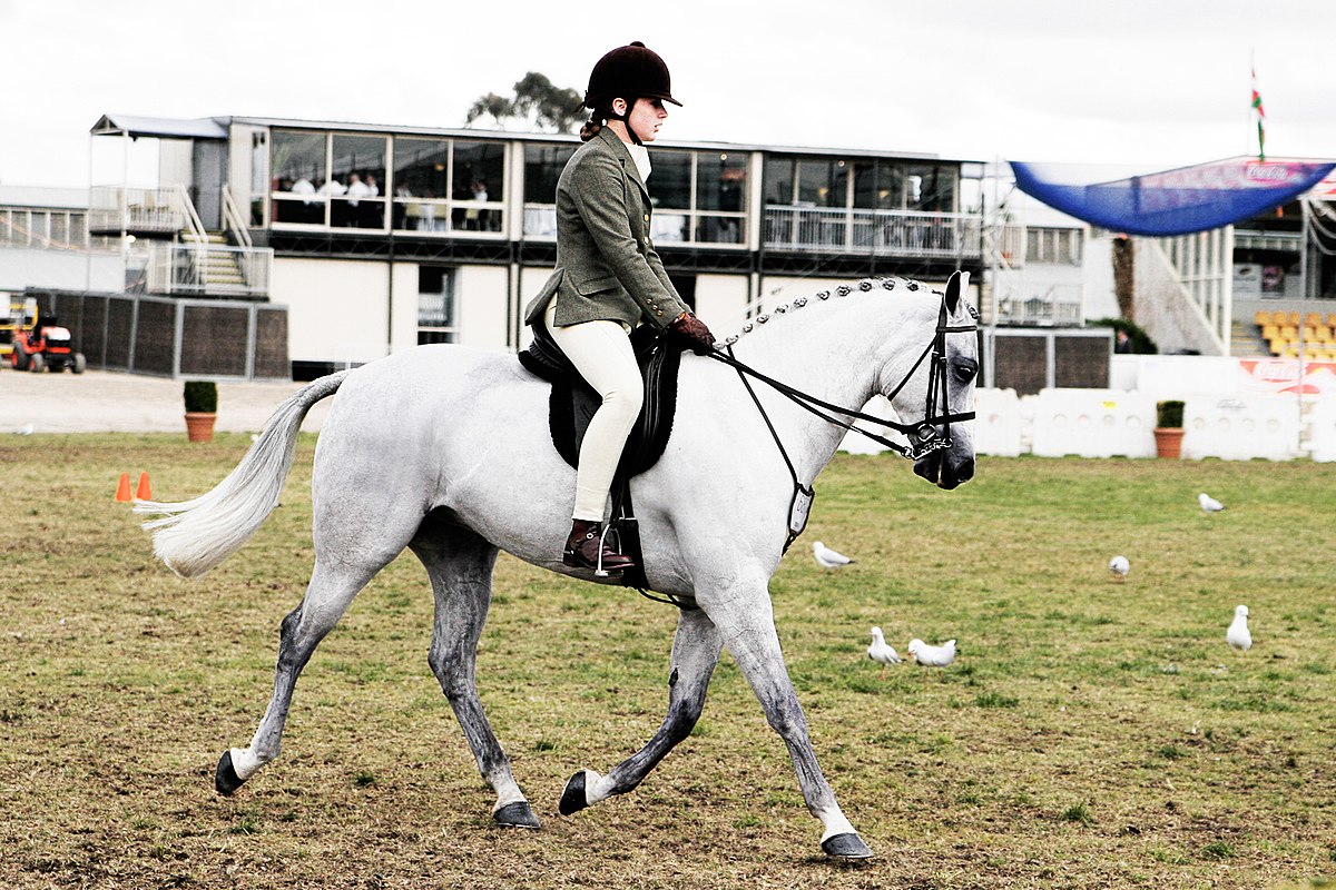 Horseback Riding and Equestrian Sports