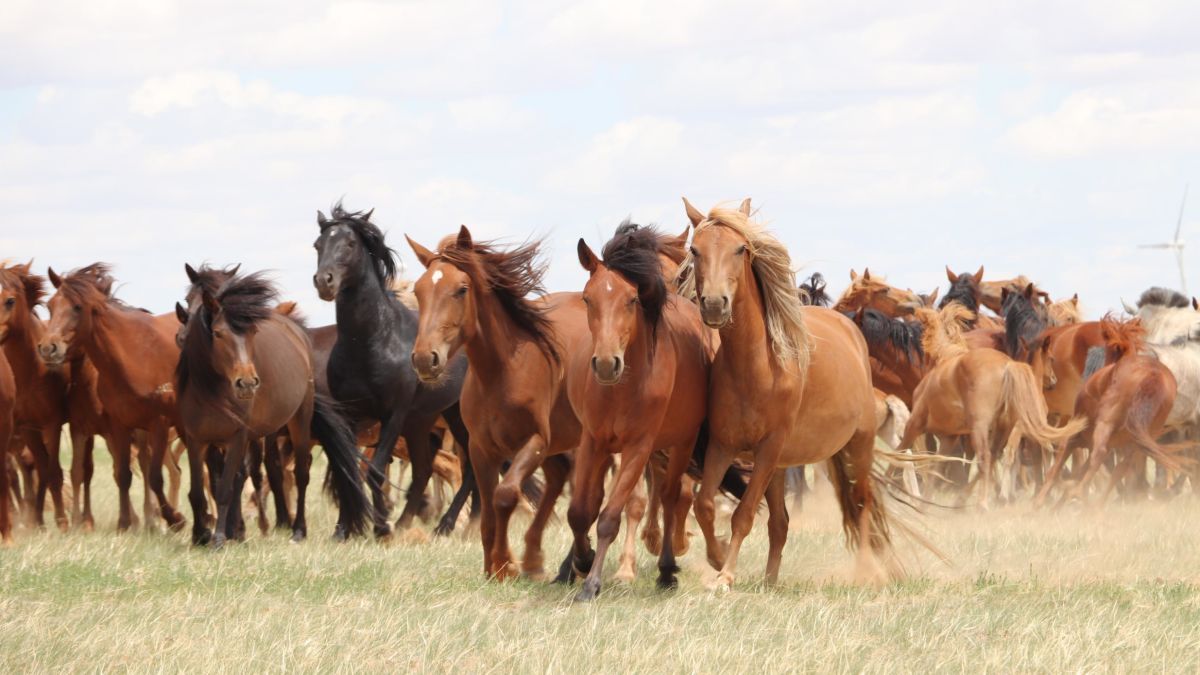 Horseback Riding and its Connection to Archaeological Discoveries