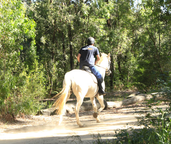 Horseback Riding and its Connection to Environmental Conservation