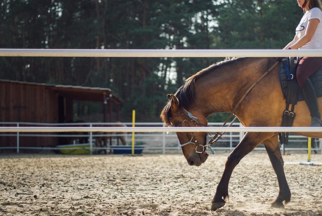 Horseback Riding and its Impact on Problem Solving Skills