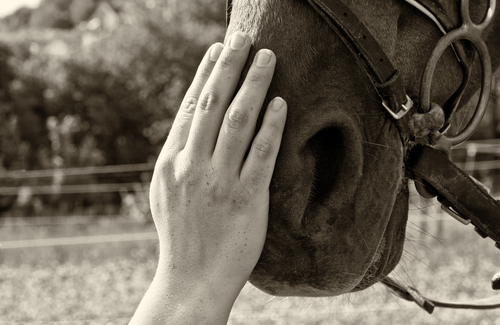 Horseback Riding and its Influence on Equine Assisted Psychotherapy