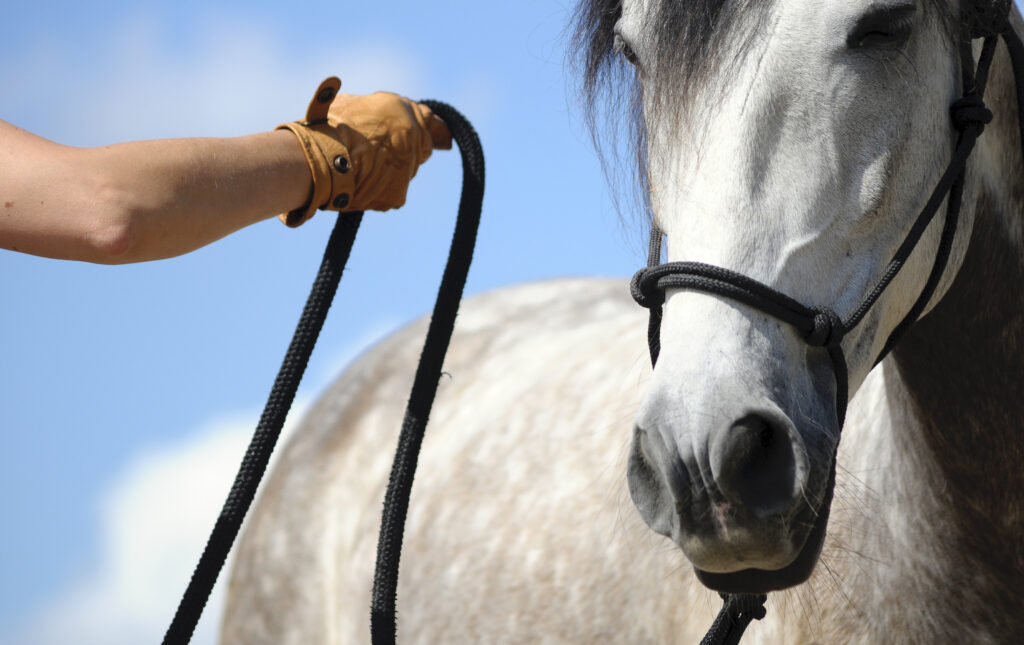 Horseback Riding and its Influence on Horse Training Methods