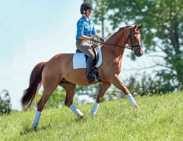 Horseback Riding and its Influence on Horse Training Methods