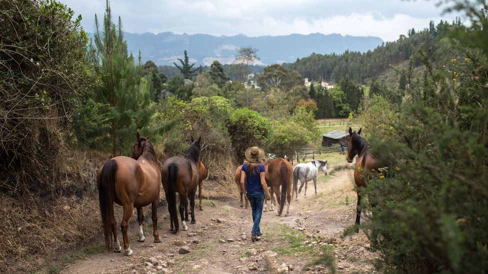 Horseback Riding and its Influence on Horse Whispering