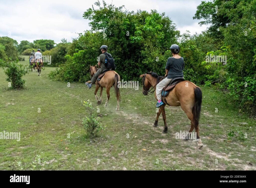 Horseback Riding and its Influence on Wildlife Observation