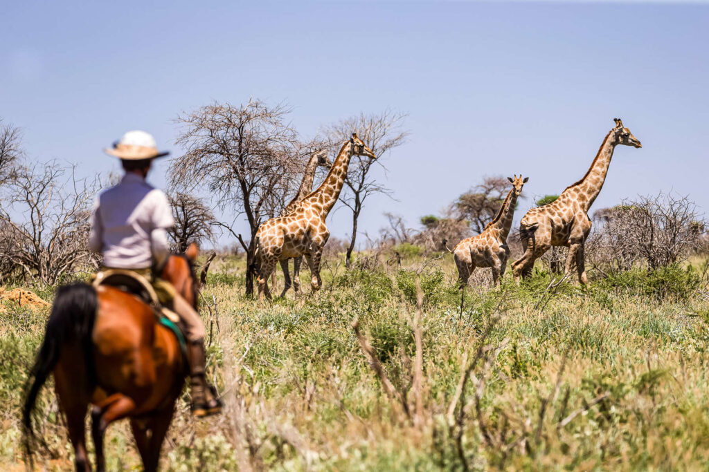 Horseback Riding and its Influence on Wildlife Observation