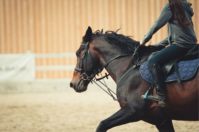 Horseback Riding and its Positive Effects on Mental Health