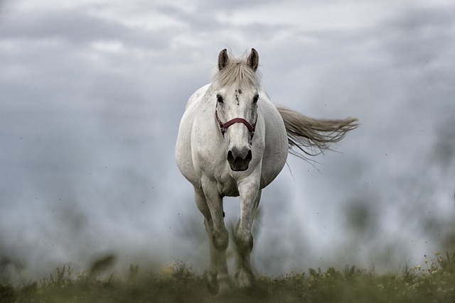 Horseback Riding as a Form of Exercise