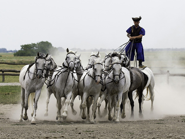 Horseback Riding as a Team Sport