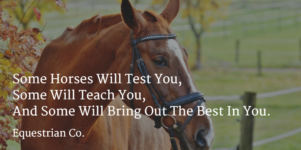 Horseback Riding Inspirational Stories