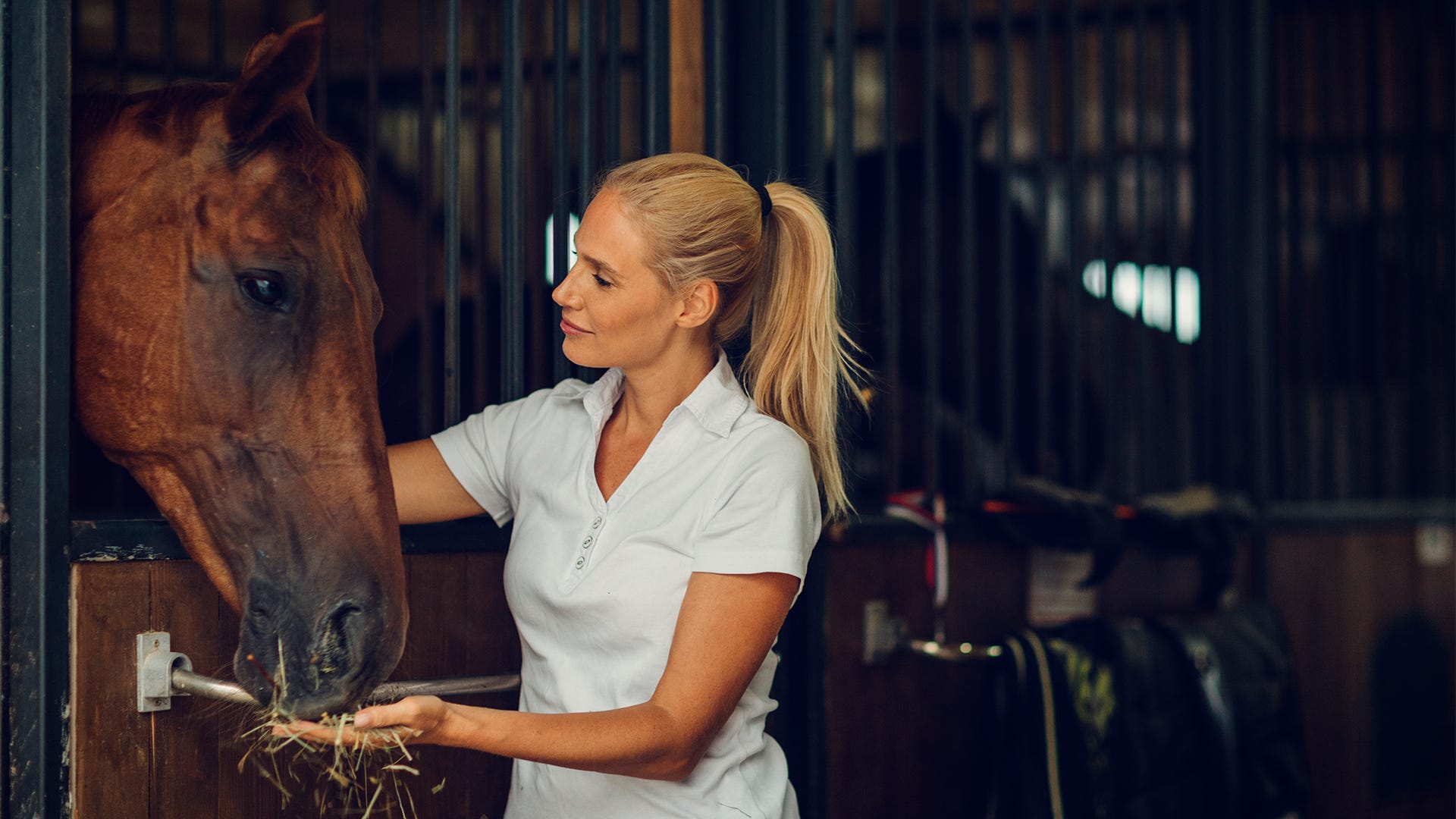 How to Care for Your Horse after Riding