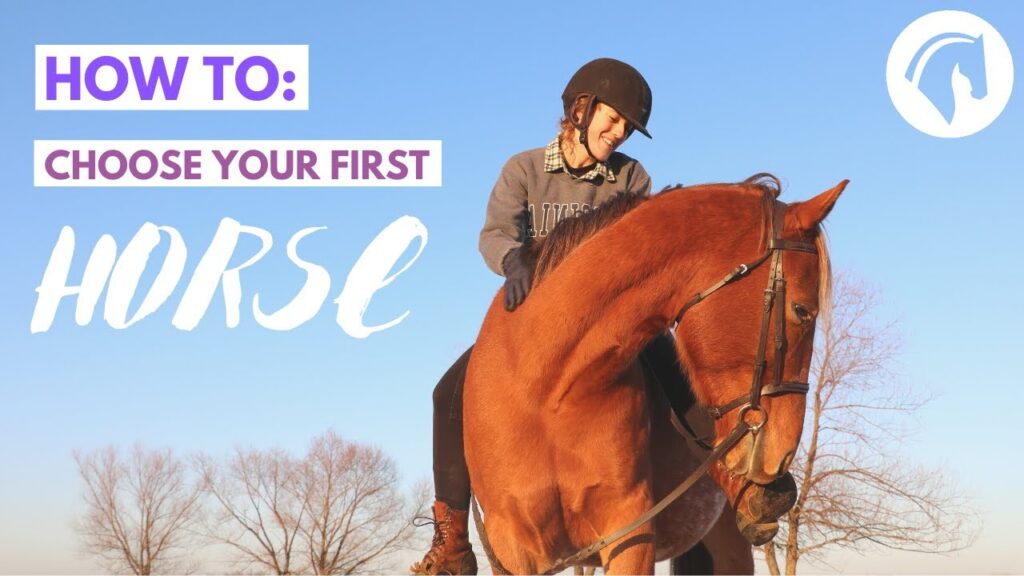 How to Choose a Horse for Riding