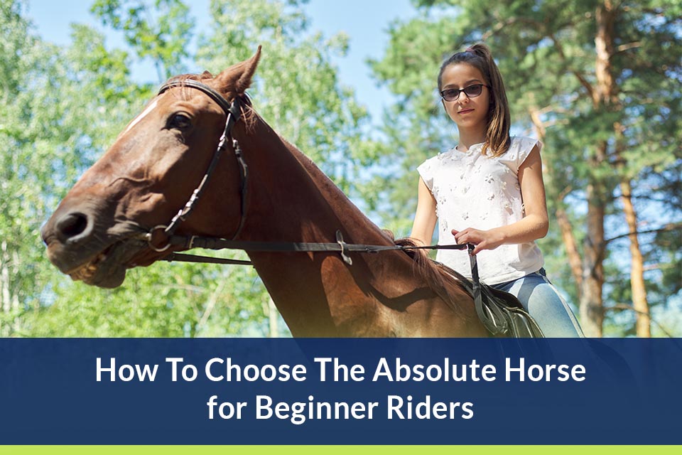 How to Choose a Horse for Riding