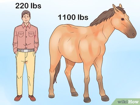 How to Choose a Horse for Riding