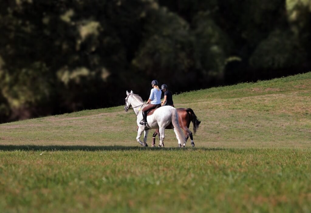 How to Choose the Right Horseback Riding School