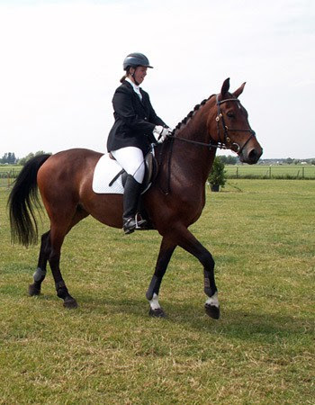 How to Choose the Right Horseback Riding School