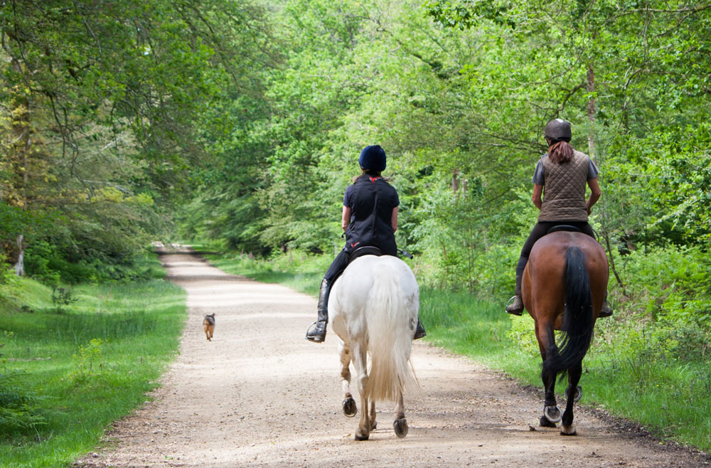 How to Choose the Right Horseback Riding Trail