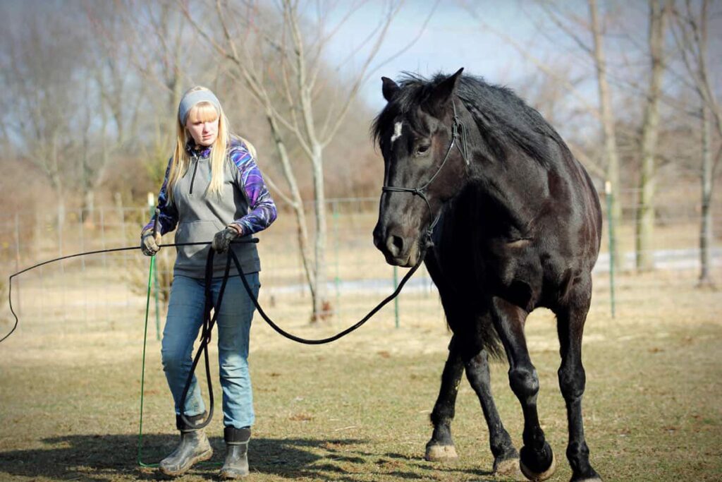 How to Develop Trust with a New Horse for Riding