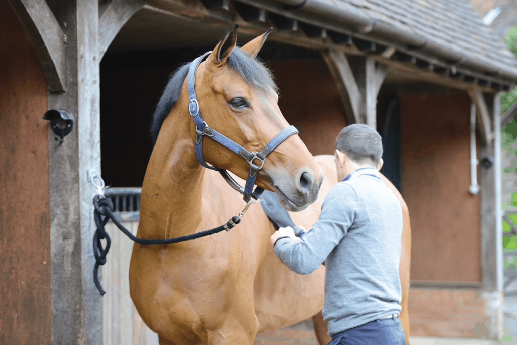 How to Prepare for Horseback Riding Competitions