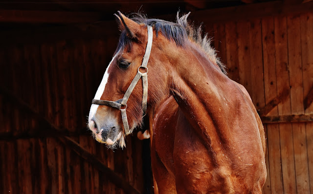 Mastering the Art of Horseback Riding