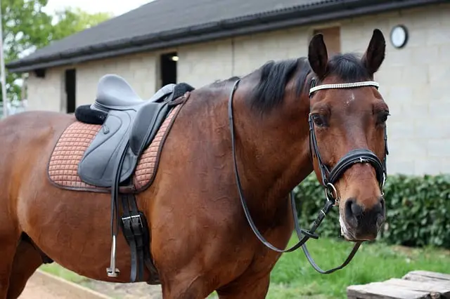 Preparing for Your First Horseback Riding Lesson