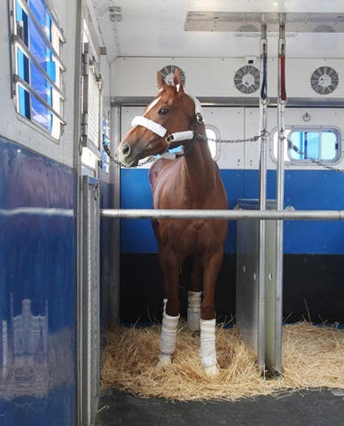 Preparing Your Horse for a Long Distance Ride