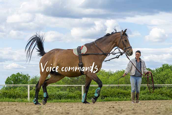 Teaching Your Horse Verbal Commands for Riding