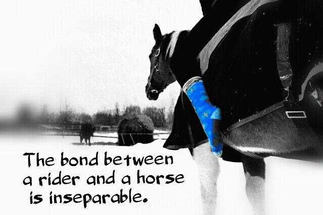 The Bond Between a Rider and their Horse