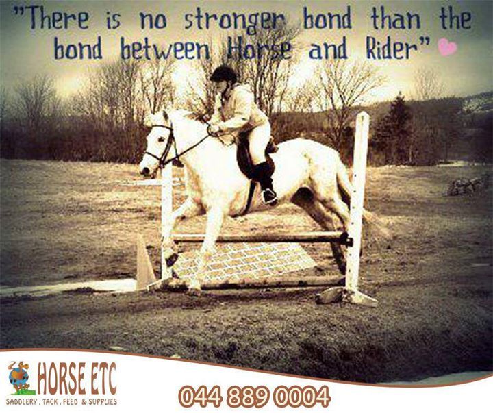 The Bond Between a Rider and their Horse