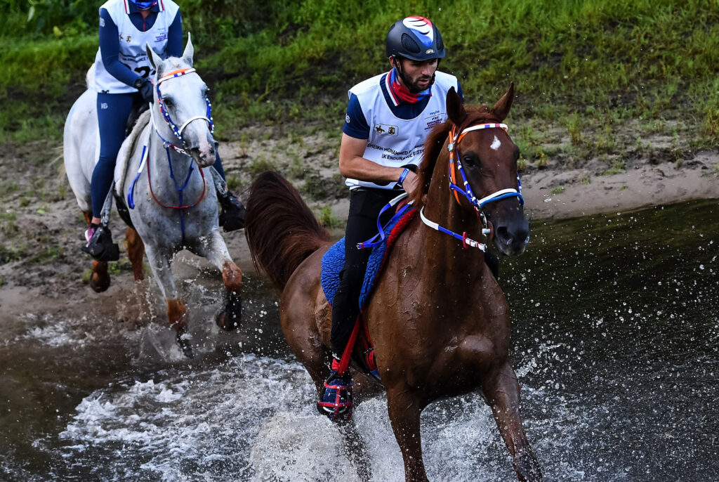 The Connection between Horseback Riding and Endurance Races