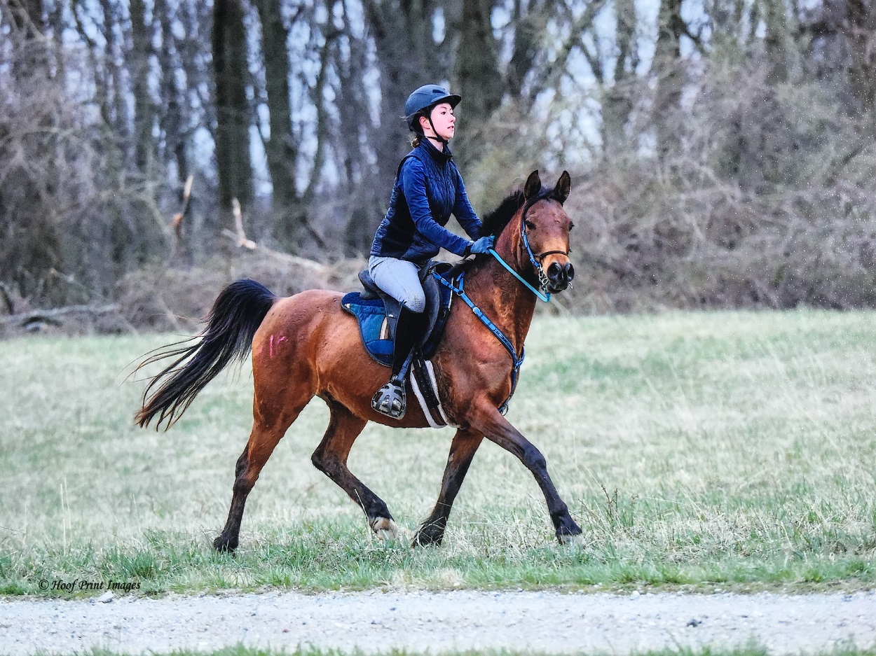 The Connection between Horseback Riding and Endurance Riding