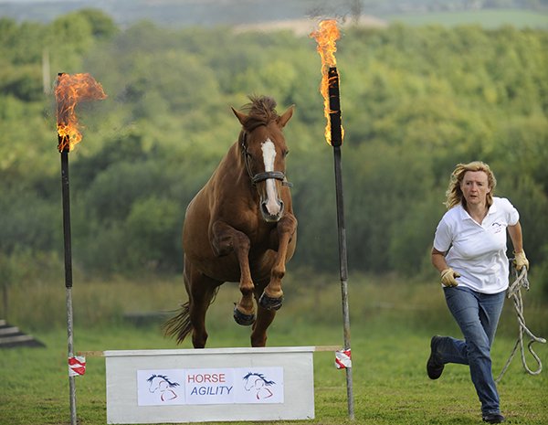 The Connection between Horseback Riding and Horse Agility