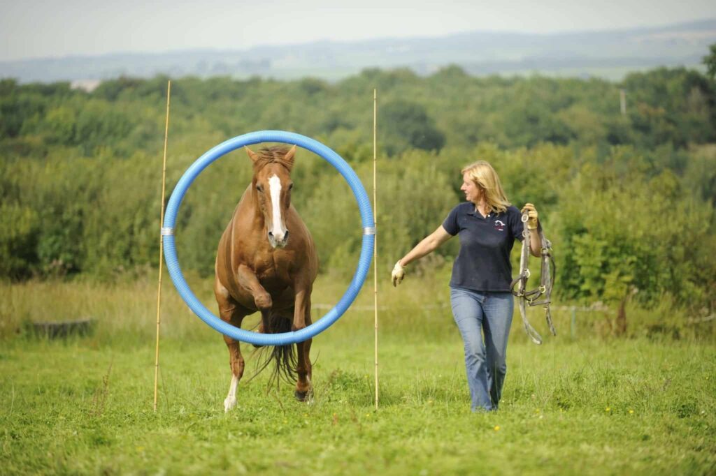 The Connection between Horseback Riding and Horse Agility