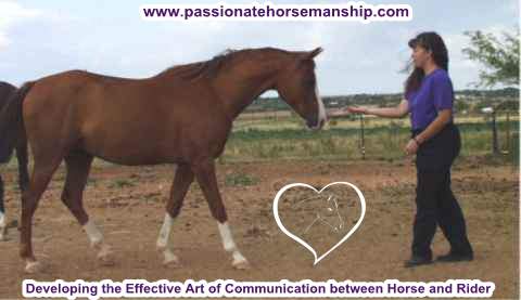 The Connection between Horseback Riding and Horse Agility