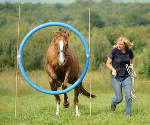 The Connection between Horseback Riding and Horse Agility