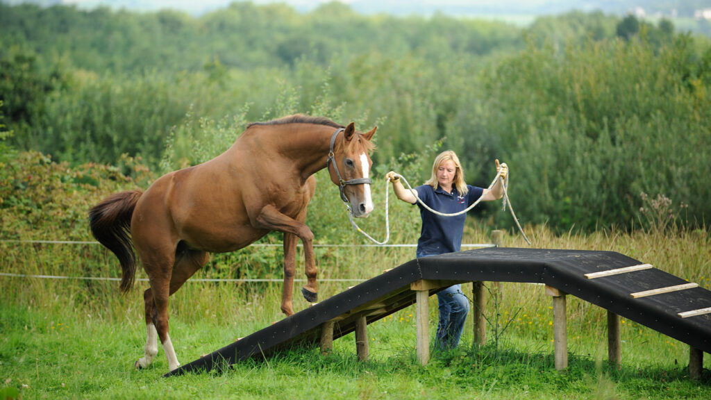 The Connection between Horseback Riding and Horse Agility