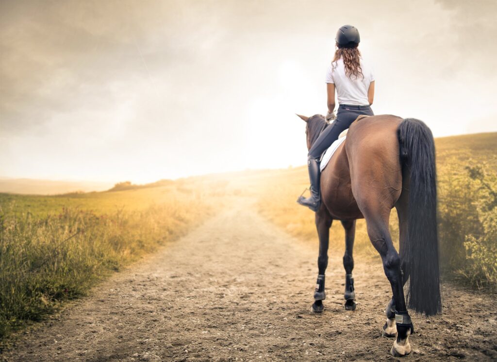 The Connection between Horseback Riding and Horse Breeding