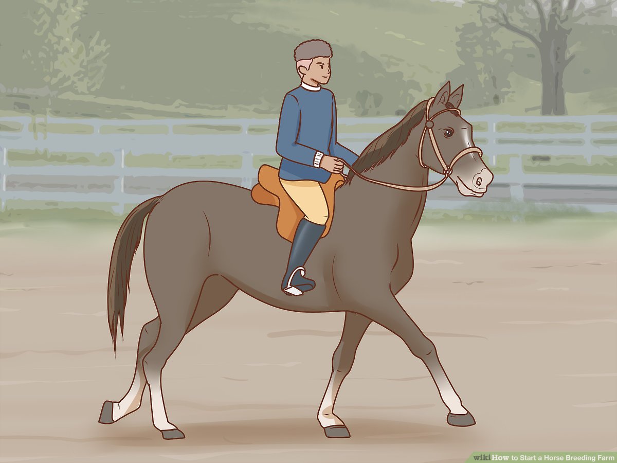 The Connection between Horseback Riding and Horse Breeding