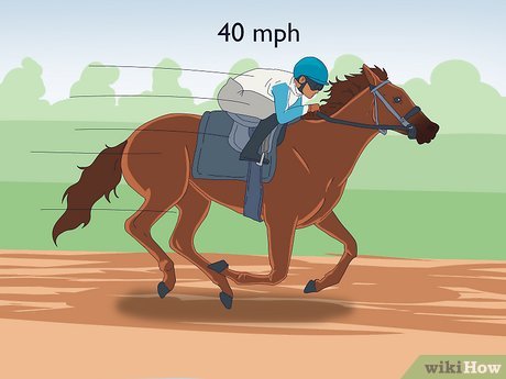 The Connection between Horseback Riding and Horse Racing