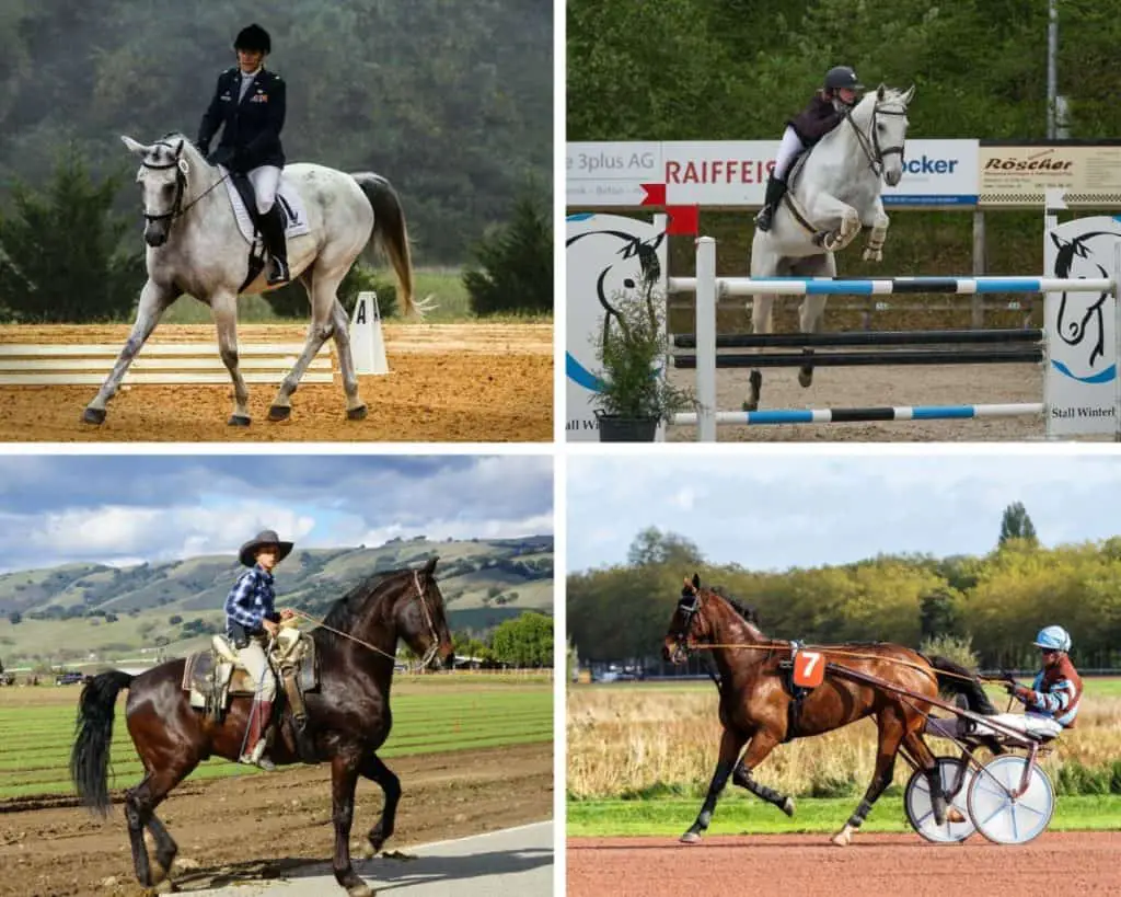 The Connection between Horseback Riding and Horse Racing