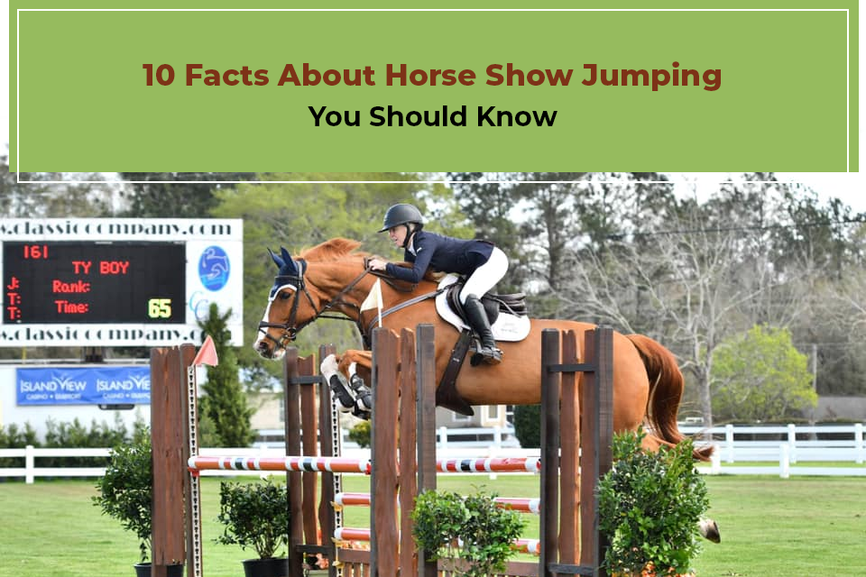 The Connection between Horseback Riding and Horse Show Jumping