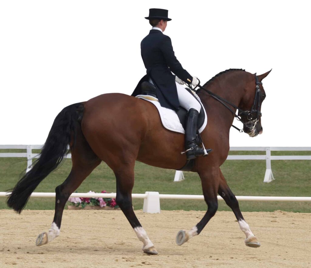 The Different Types of Horseback Riding Competitions