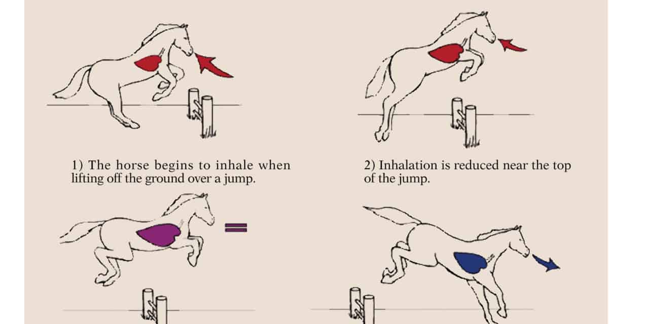 The Importance of Breathing Techniques in Horseback Riding